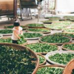 A girl harvests tea leaves