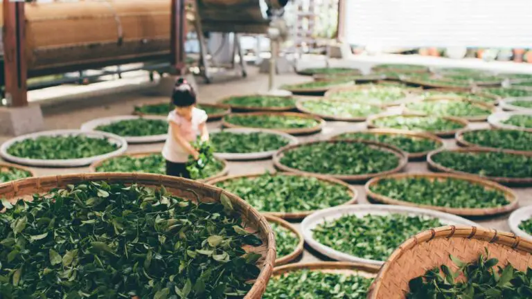 A girl harvests tea leaves