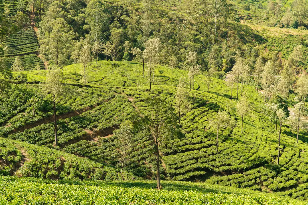 green farm on mountain slope