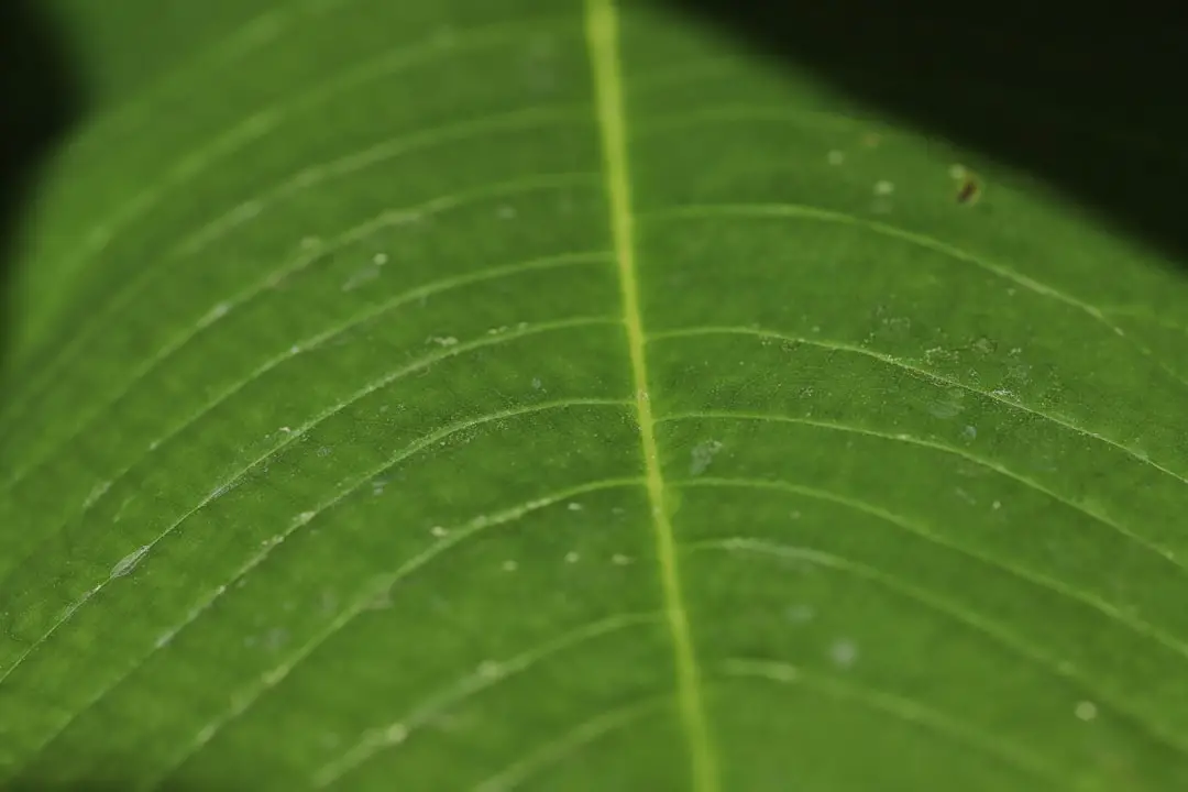 a close up of a green leaf with drops of water on it
