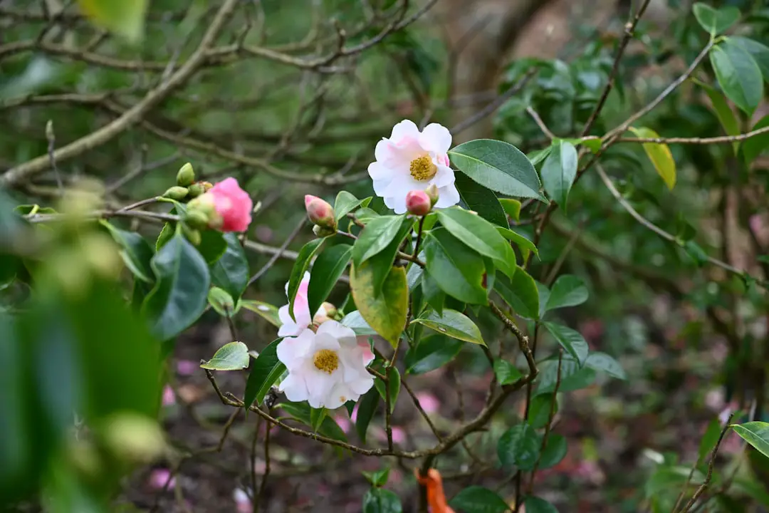 a couple of flowers that are on a tree