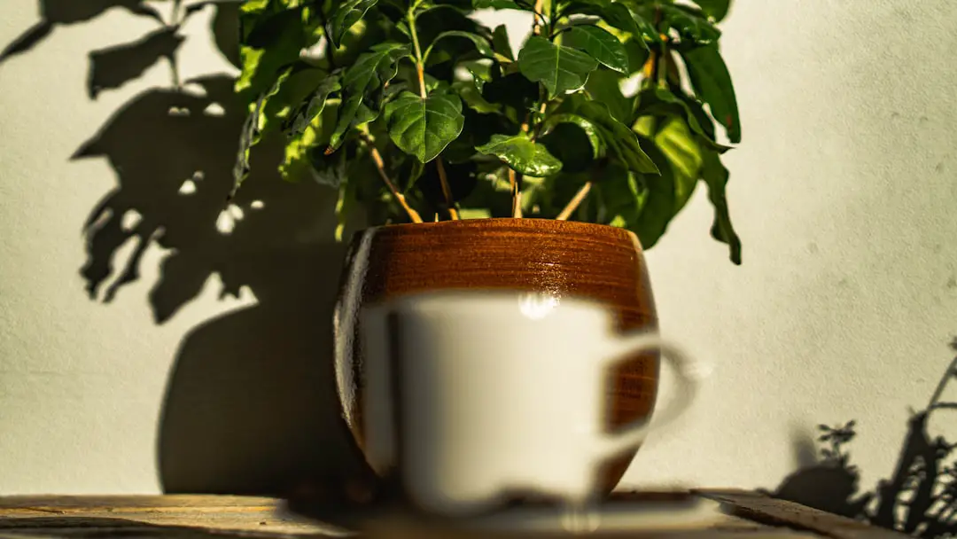 a potted plant sitting on top of a wooden table