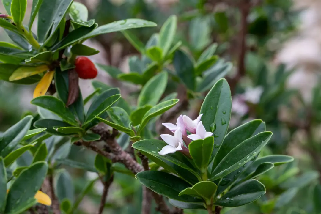 a close up of a flower on a tree