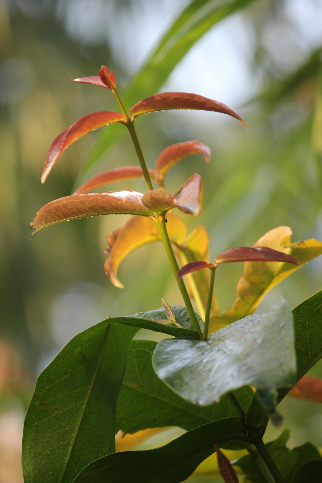 a close up of a flower