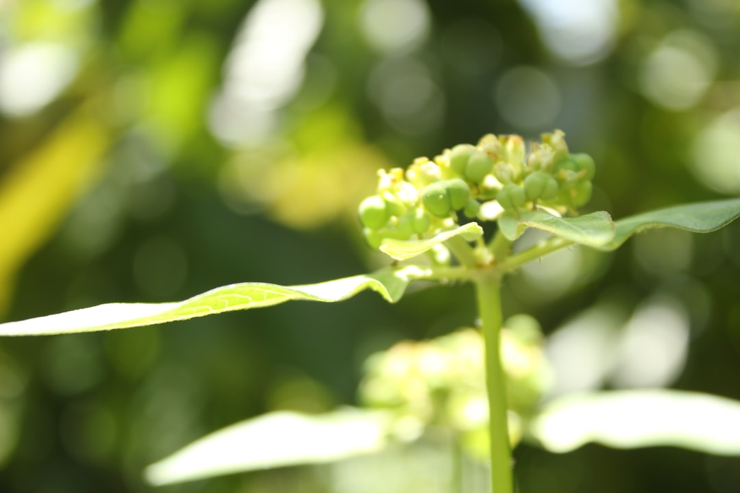 a close up of a plant