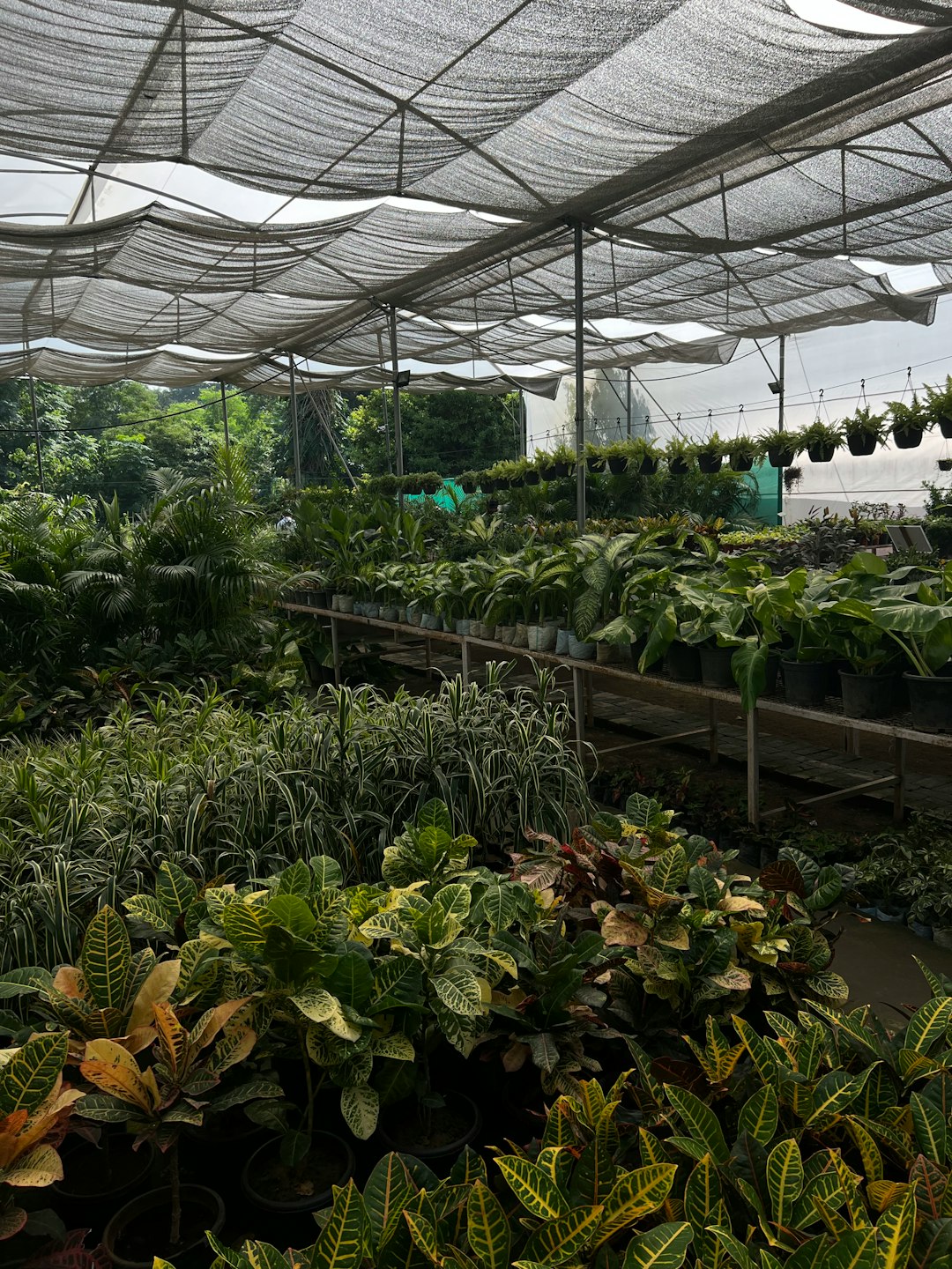 a greenhouse with plants