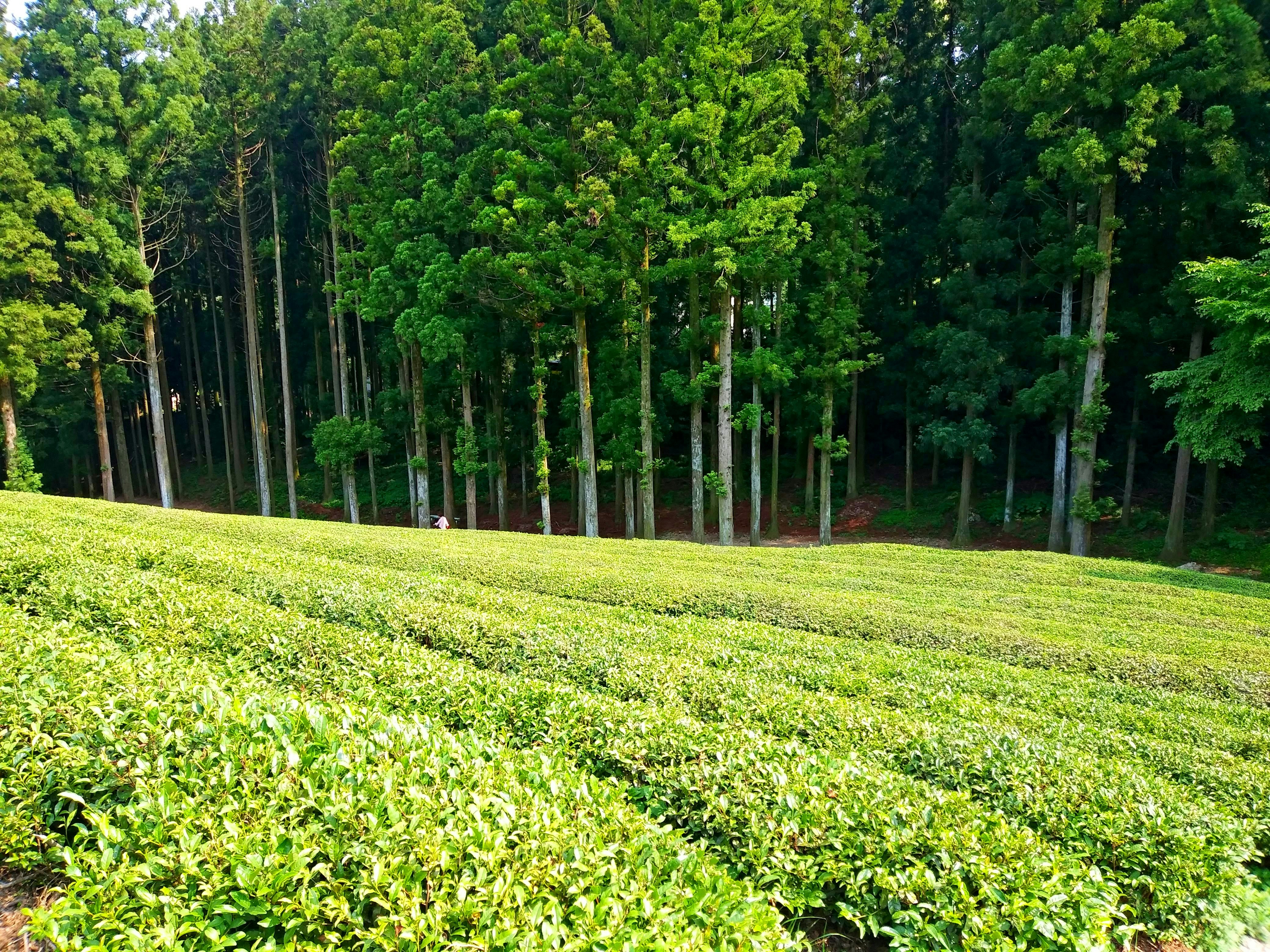 a lush green field with trees in the background