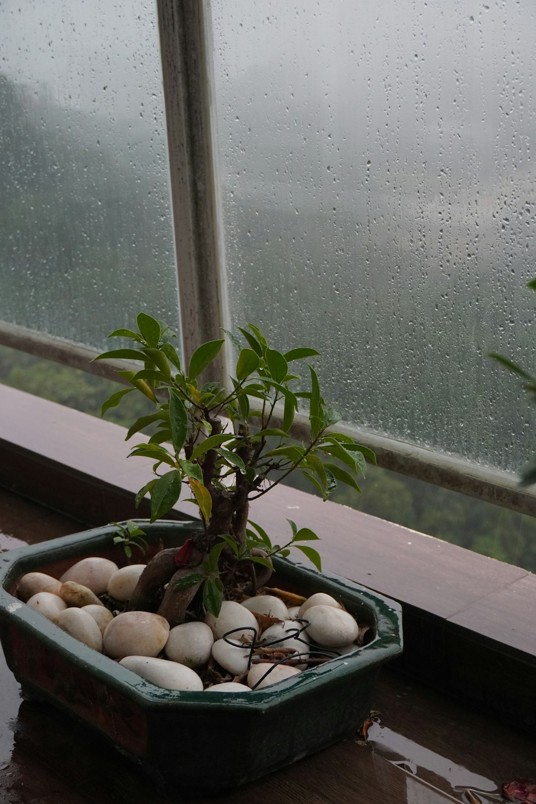 a potted plant sitting on top of a window sill
