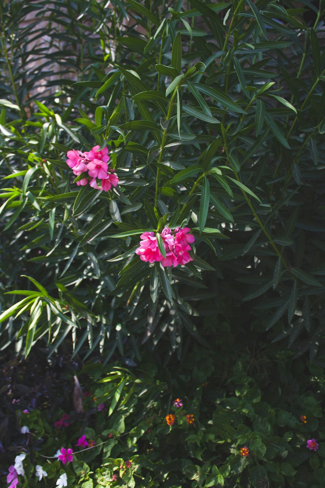 Some pink flowers and green leaves in a garden