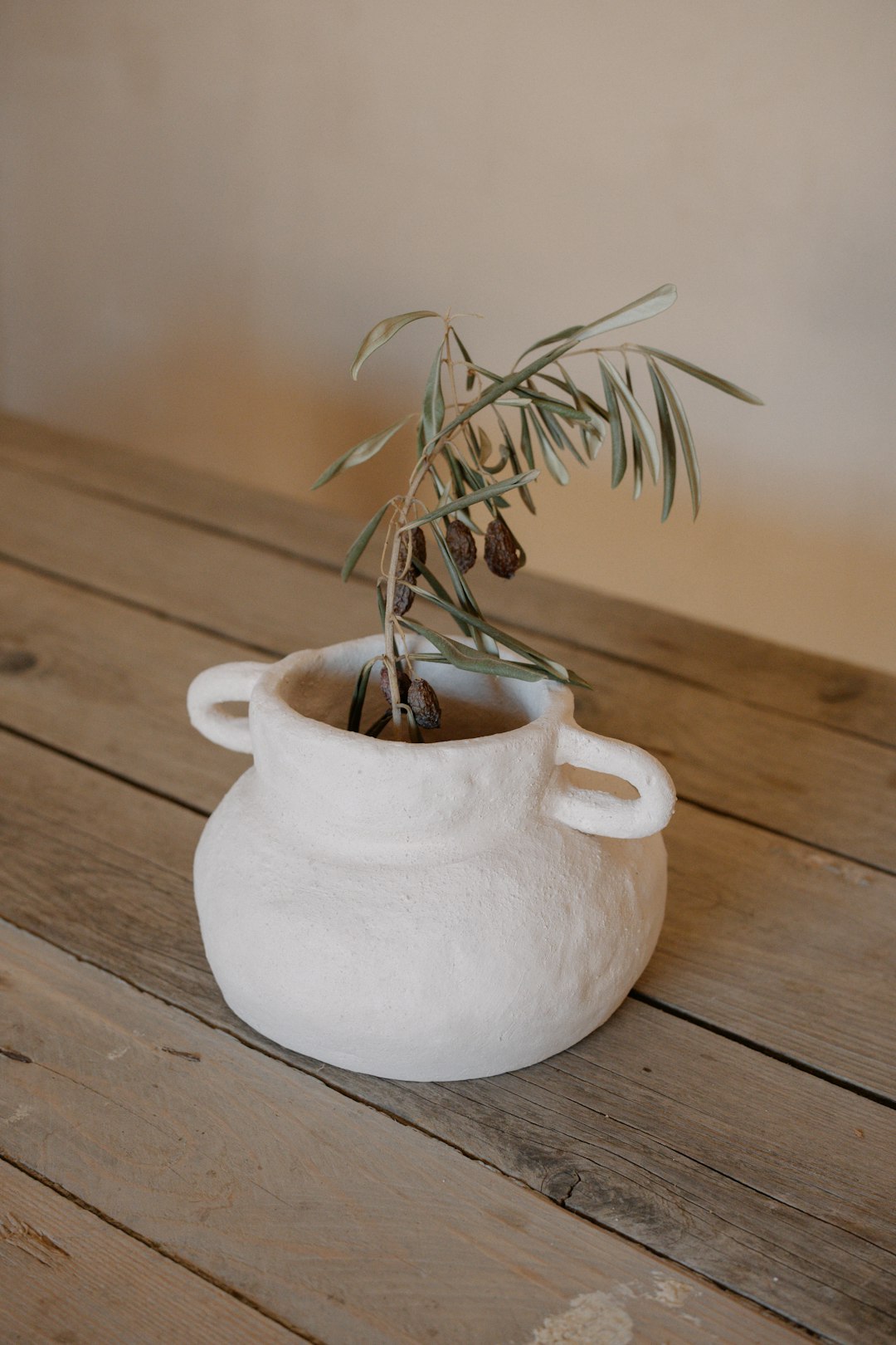 A small olive tree grows in a white vase.
