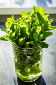 Featured image for 15 Must-Grow Tea Herbs Indoors for Fresh Brews in 2025