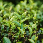 Featured image for Can You Grow and Make Your Own Tea 15 Expert Tips for 2025