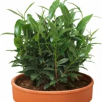 Featured image for Can You Grow Tea Plants in Containers 7 Expert Tips 2025
