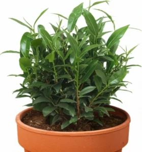 Featured image for Can You Grow Tea Plants in Containers 7 Expert Tips 2025