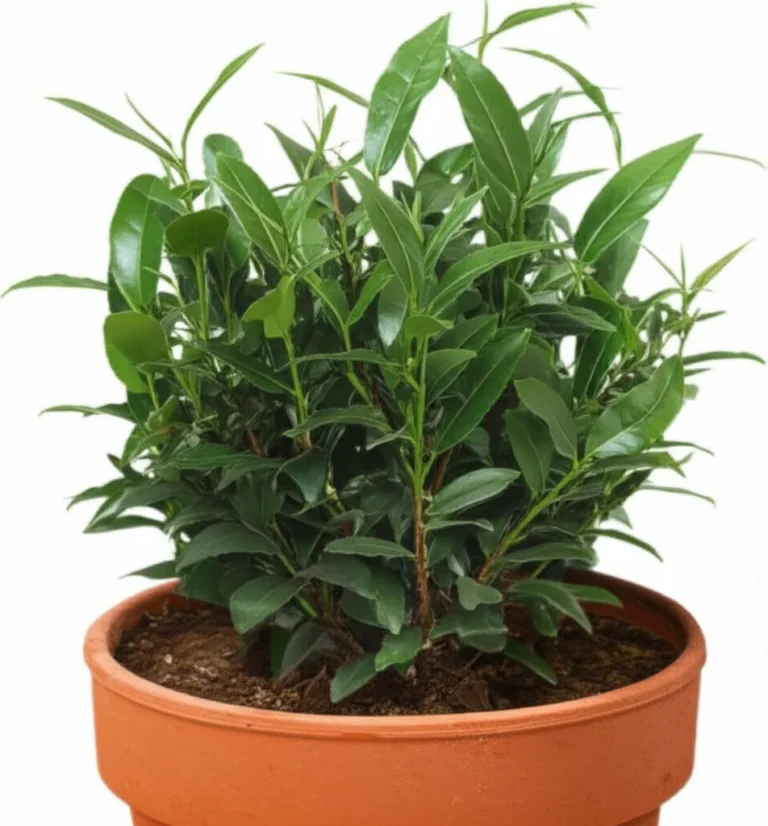 Featured image for Can You Grow Tea Plants in Containers 7 Expert Tips 2025