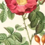 Featured image for Growing Camellia Sinensis in Pots 9 Expert Secrets for Success 2025