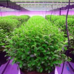 Featured image for Growing Tea Leaves Indoors 12 Expert Tips for a Thriving Tea Garden 2025