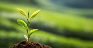 Featured image for How Long Does It Take to Grow Your Own Tea 2025 Guide