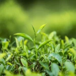 Featured image for How to Grow Green Tea at Home 12 Expert Tips for Success 2025