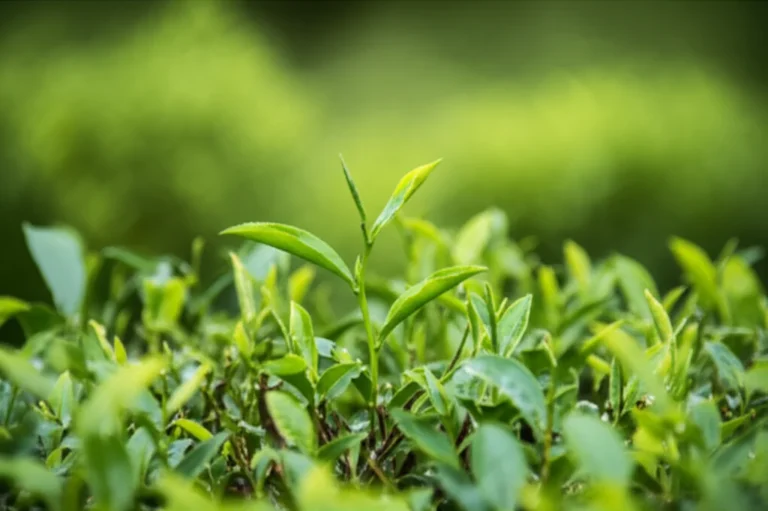 Featured image for How to Grow Green Tea at Home 12 Expert Tips for Success 2025