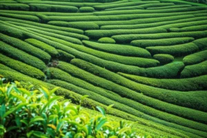 Featured image for 12 Best Tea Varieties for Your Home Garden 2025