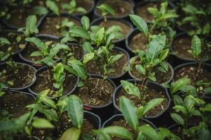 Featured image for Can You Grow Tea Plants in Containers The Ultimate Guide 2025