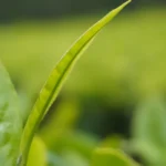 Featured image for How Long Does It Take for Tea Plants to Mature 2025