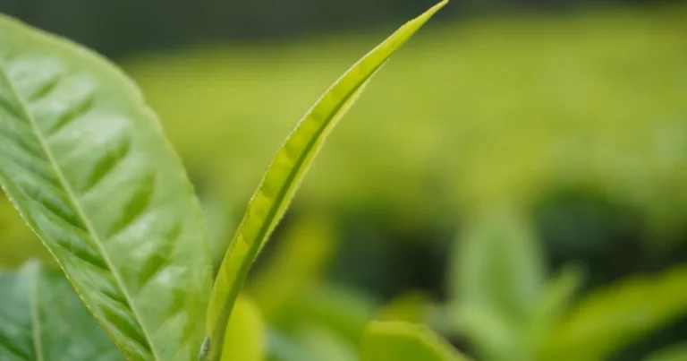 Featured image for How Long Does It Take for Tea Plants to Mature 2025 Guide