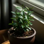 Featured image for How to Care for a Tea Plant 13 Expert Tips for Thriving Growth 2025