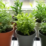 Featured image for Top 7 Best Tea Varieties to Grow Indoors in Small Spaces 2025