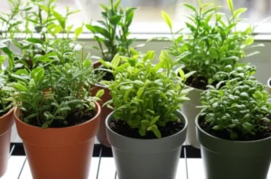 Featured image for Top 7 Best Tea Varieties to Grow Indoors in Small Spaces 2025