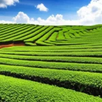 Featured image for What Are the Ideal Climate Soil Conditions for Growing Tea at Home