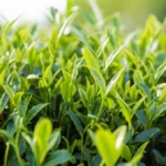 Featured image for What Tea Can You Grow at Home 7 Must-Have Plants for 2025