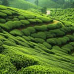 Featured image for 10 Sustainable Tea Gardening Practices to Grow a Greener Garden 2025