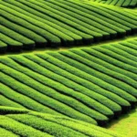 Featured image for 12 Best Tea Plant Varieties for Growing in the US 2025