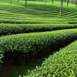Featured image for 12 Microclimate Effects on Tea Growth You Cant Ignore 2025