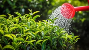 Featured image for How Often Should I Water My Tea Plants The Ultimate Guide 2025