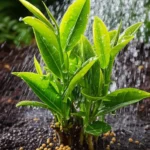 Featured image for How Often Should You Water and Fertilize Tea Plants 2025