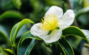 Featured image for Mastering Tea Plant Fertilization Schedules 12 Expert Tips for Lush Growth 2025