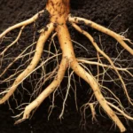 Featured image for Mastering Tea Plant Root Care 7 Expert Secrets for Thriving Bushes 2025