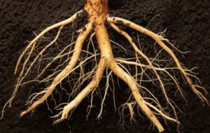 Featured image for Mastering Tea Plant Root Care 7 Expert Secrets for Thriving Bushes 2025