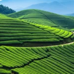 Featured image for What Are the 7 Best Climate Conditions for Growing Tea Plants 2025