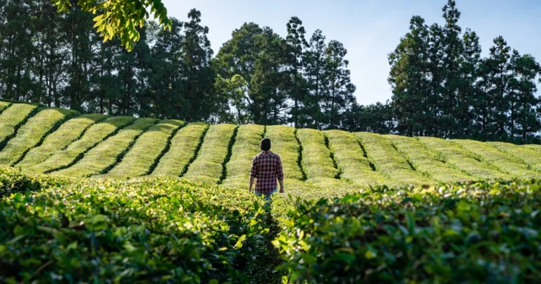 Featured image for 7 Essential Tea Plant Pollination Methods You Need to Know 2025