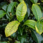 Featured image for 8 Critical Tea Plant Nutrient Deficiencies You Must Know in 2025