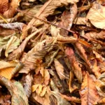 Featured image for How to Process Tea Leaves After Harvest 6 Expert Steps