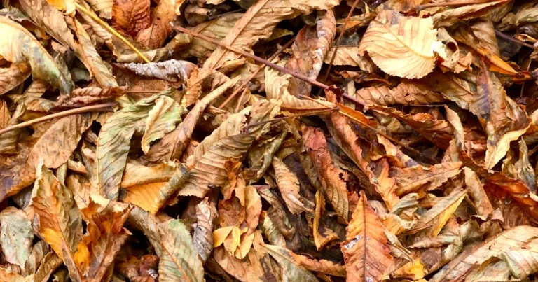 Featured image for How to Process Tea Leaves After Harvest 6 Expert Steps