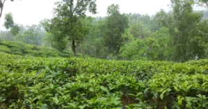 Featured image for Mastering Tea Garden Soil pH Management 9 Expert Tips for 2025