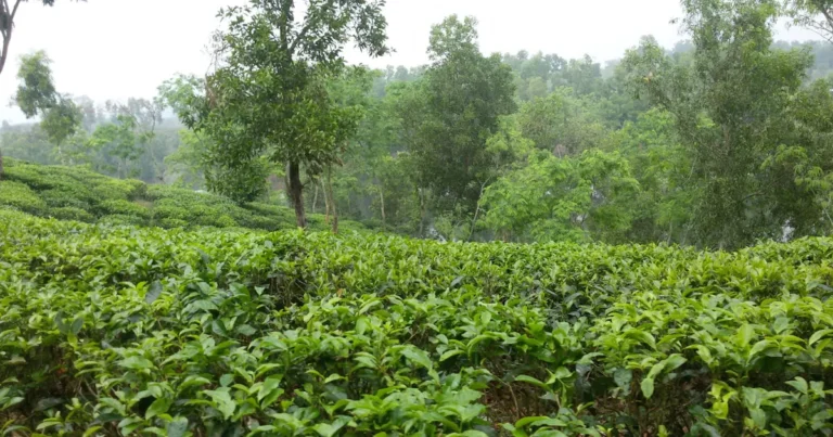 Featured image for Mastering Tea Garden Soil pH Management 9 Expert Tips for 2025