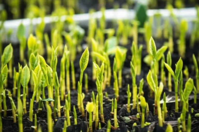 Featured image for Mastering Tea Plant Propagation by Cuttings 7 Expert Steps 2025