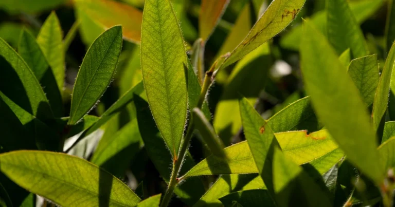Featured image for Tea Plant Disease Identification 10 Essential Signs You Cant Miss
